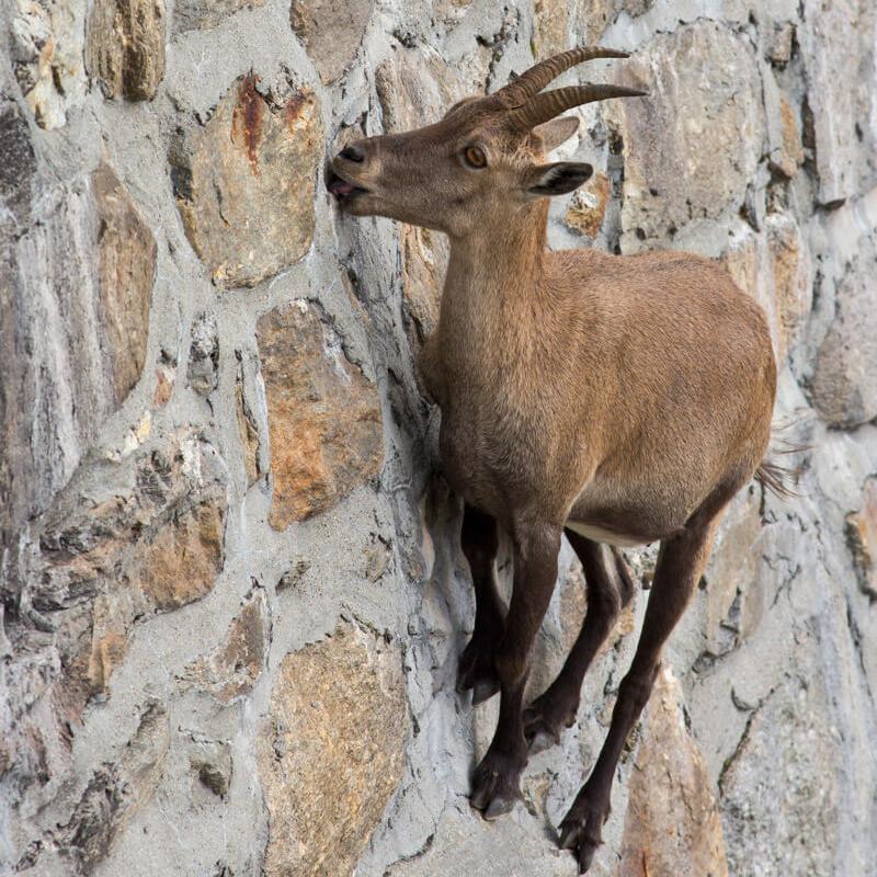 PHoto d'un chamois qui escalade une paroi