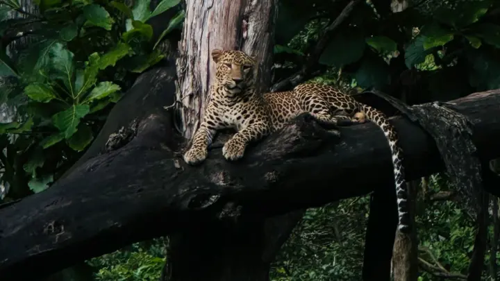 La collection Boucan s'installe au milieu de la faune et la flore