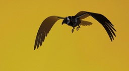 Flying ravens